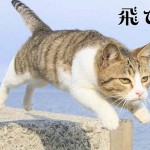 猫ブーム