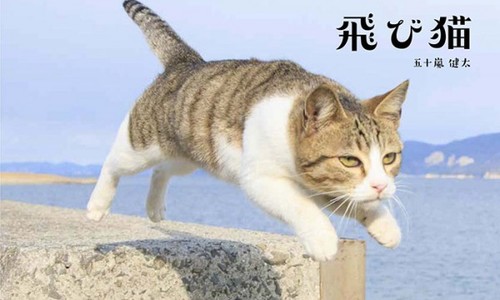 猫ブーム