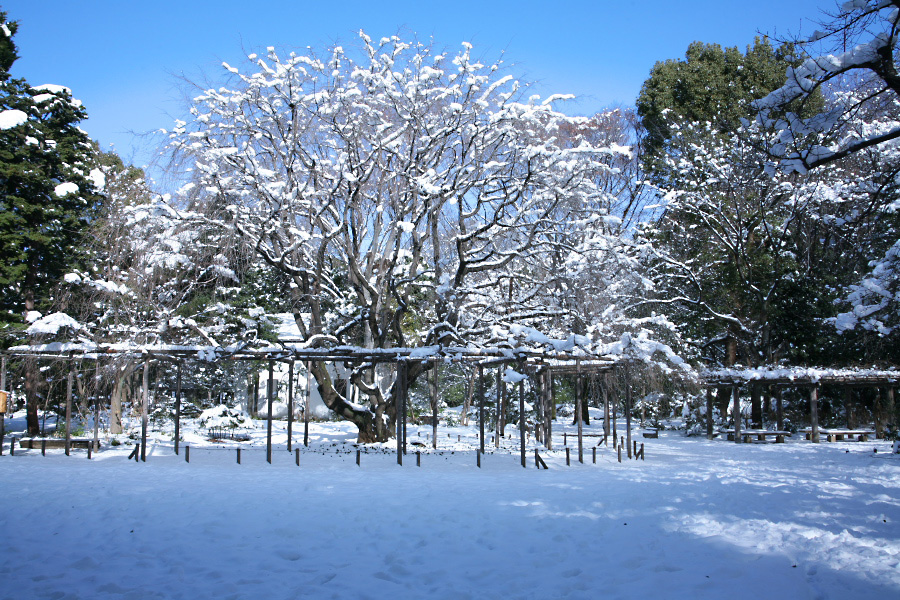 雪化粧